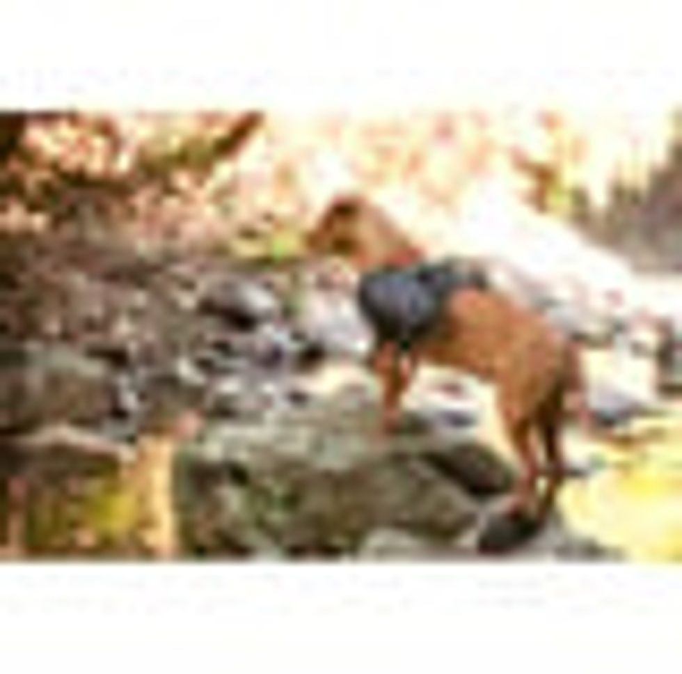 Köpek Sırt Çantası Saddle Bags Large