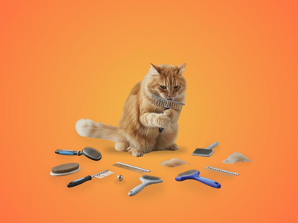 Kedi Fırça ve Tarağı