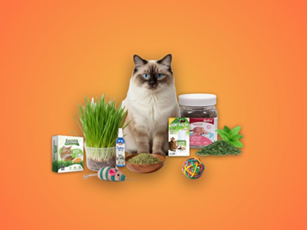 Kedi Çimi ve Catnipler