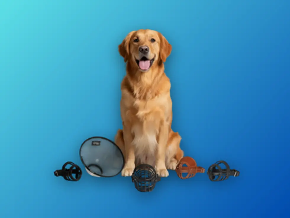 Köpek Ağızlığı