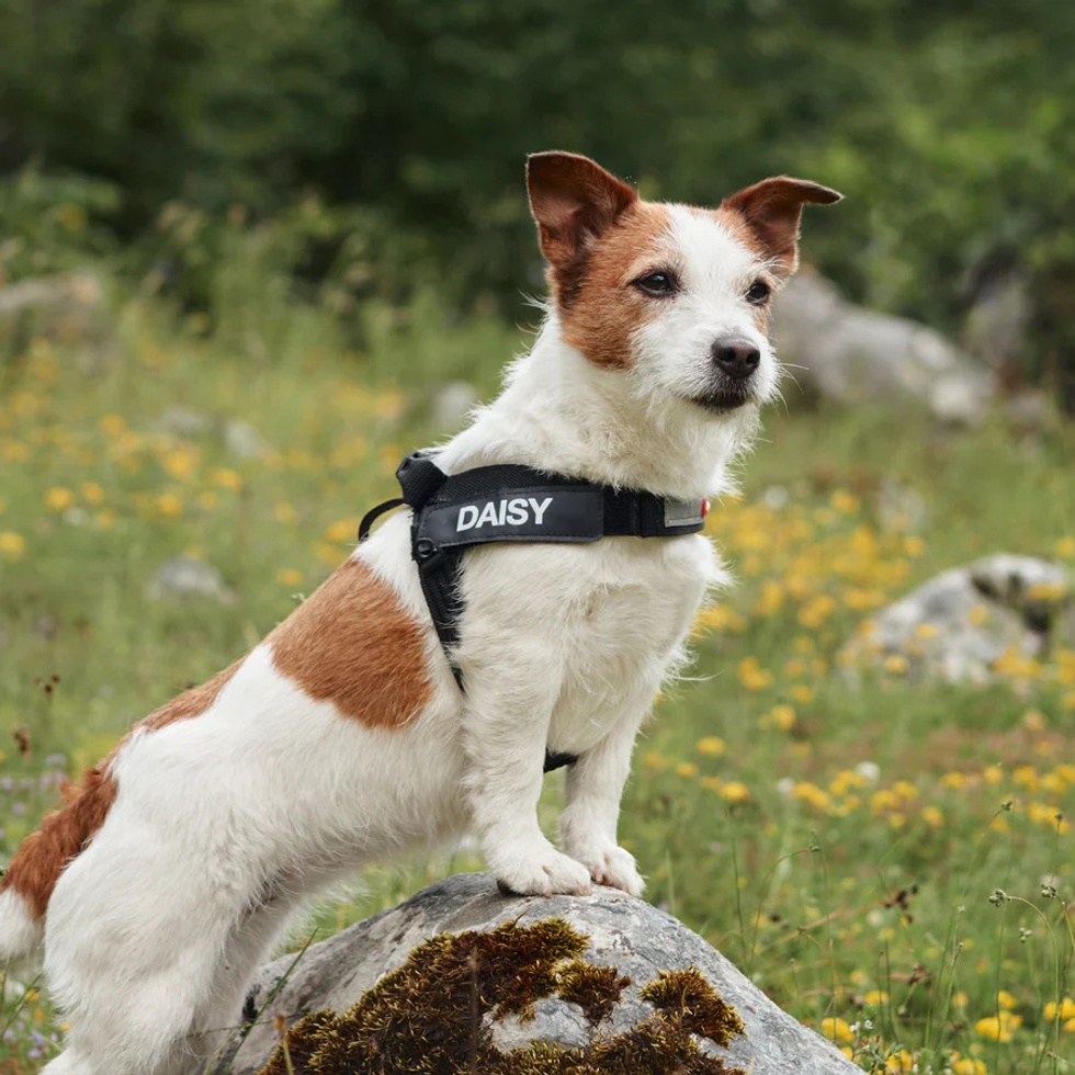 Harness Express Köpek Göğüs Tasması