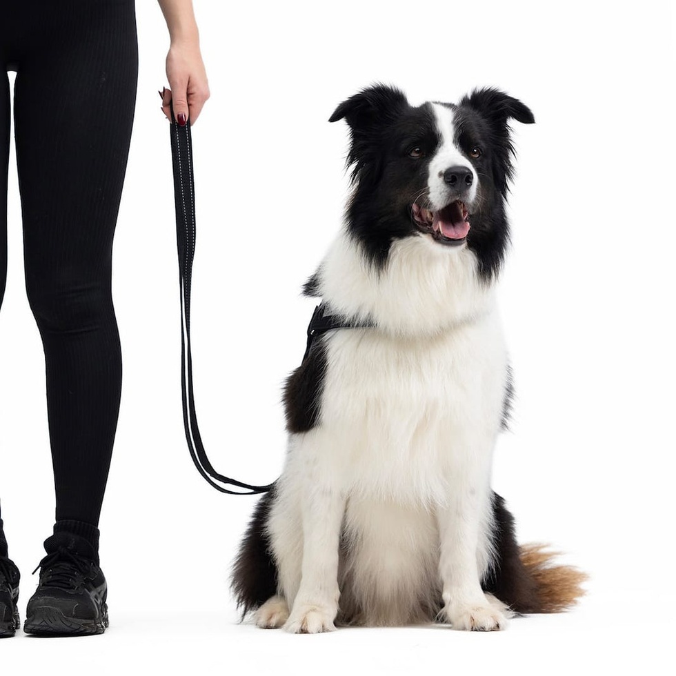 Vario 4 Çok Fonksiyonlu Gezdirme Tasması 25mm