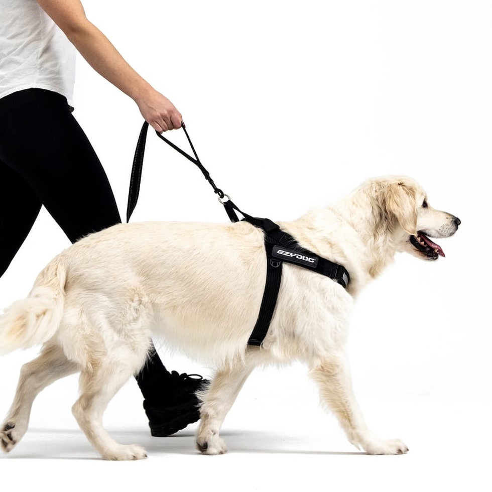 Trainer Soft Köpek Kayışı 25mm