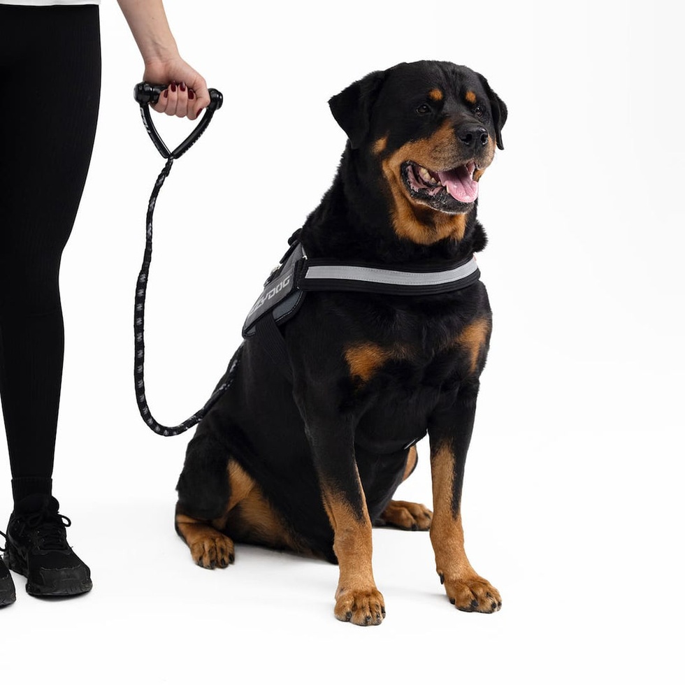 Leash Cujo 40'' Köpek Gezdirme Kayışı