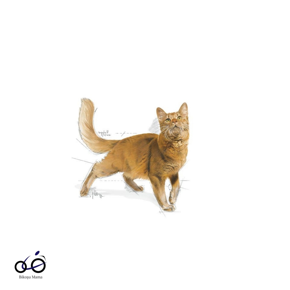 Fit 32 Yetişkin Kedi Maması