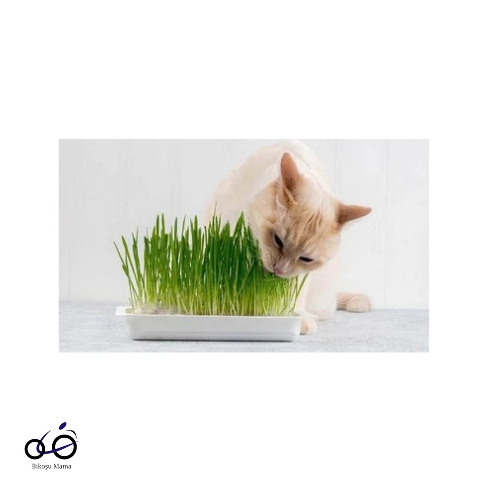 Nature Plan Kedi Çimi