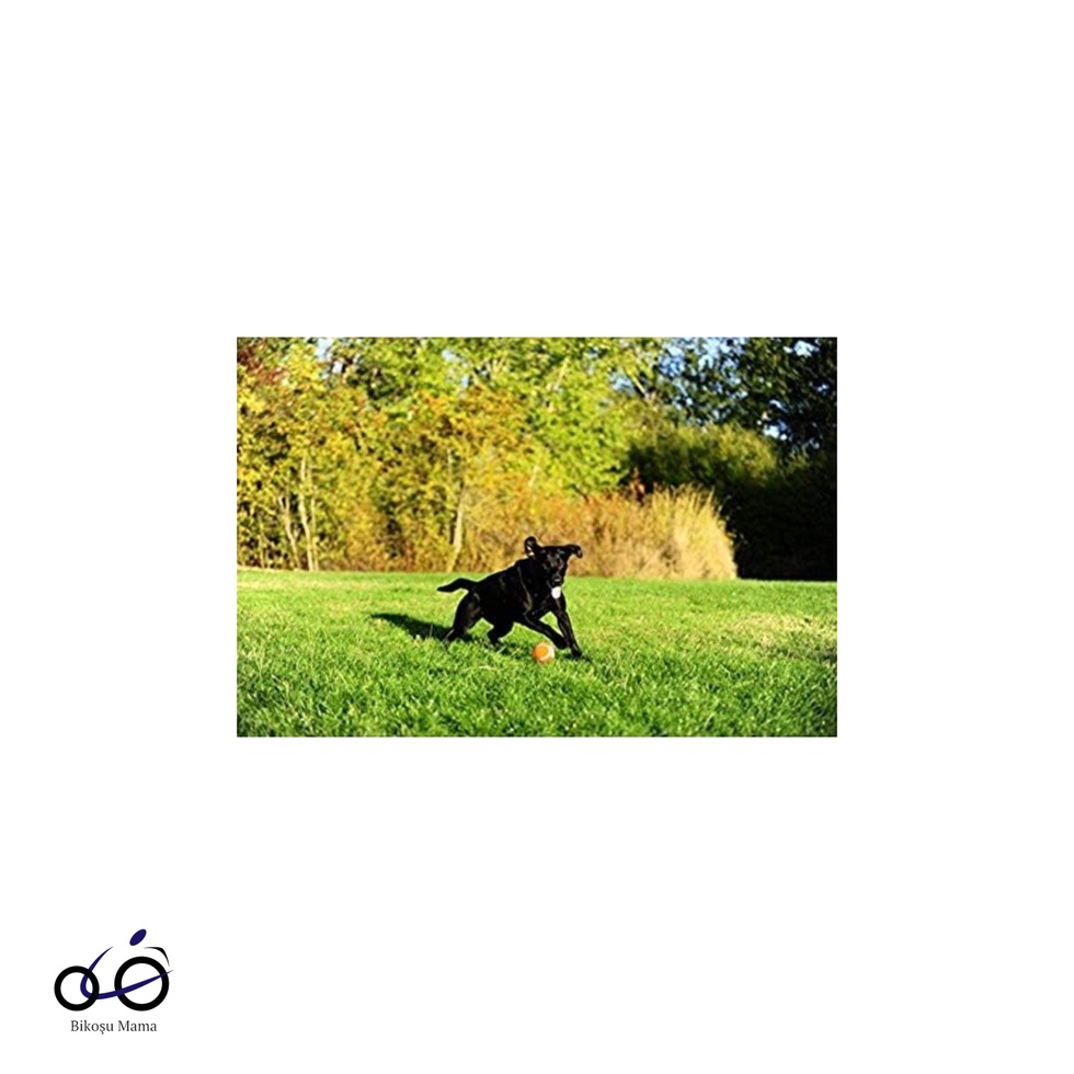 ! 2'li Tenis Topu Köpek Oyuncağı XL