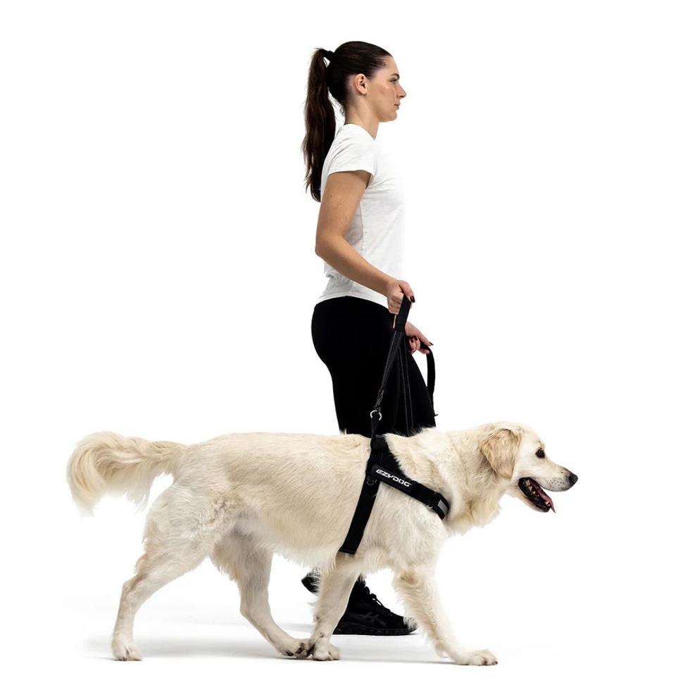 Harness Express Köpek Göğüs Tasması