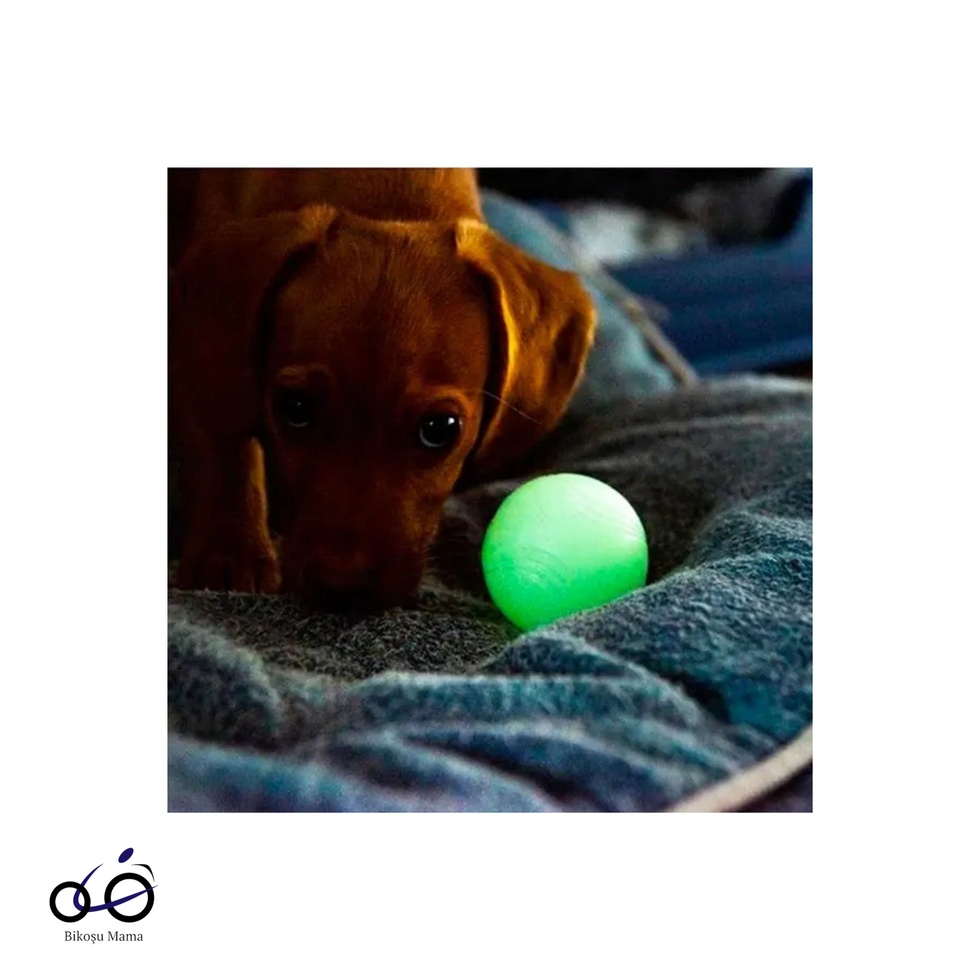 ! Max Glow Gece Parlayan Oyun Topu Köpek Oyuncağı Küçük Boy